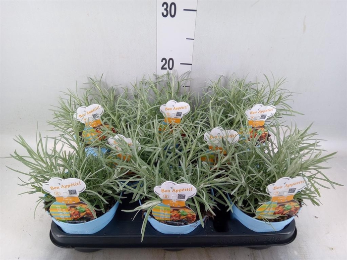 <h4>Helichrysum italicum</h4>