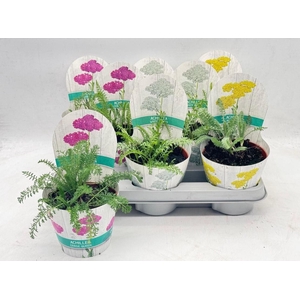 ACHI MILLEFOLIUM