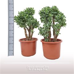 <h4>Crassula arborescens Curly</h4>