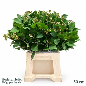 HEDERA H BLAD