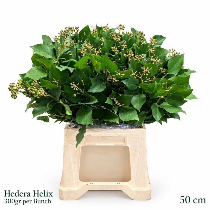 <h4>HEDERA H BLAD</h4>
