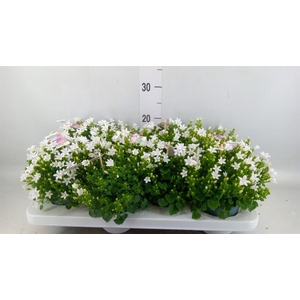Campanula porten. 'Ambella White'
