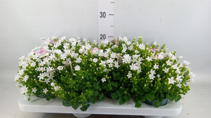 <h4>Campanula porten. 'Ambella White'</h4>