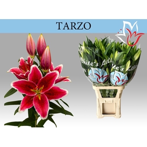 LI OR TARZO