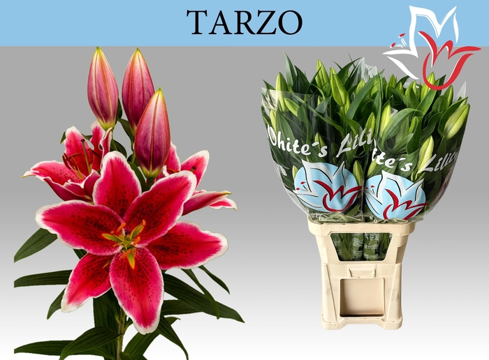 <h4>LI OR TARZO</h4>