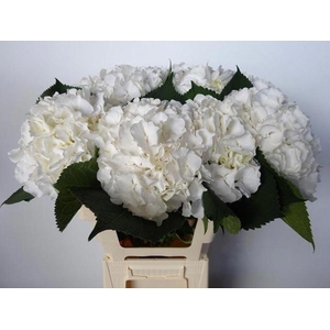 Hydrangea white verena