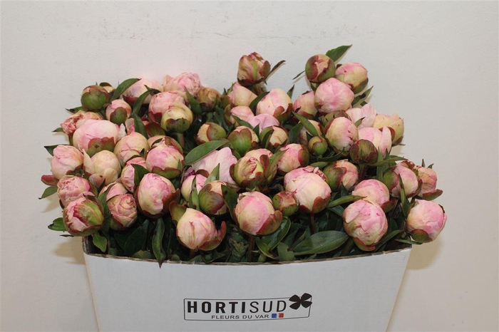 <h4>Paeo L Gardenia</h4>
