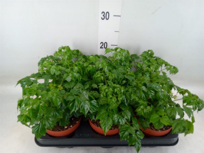 <h4>Radermachera sinica</h4>