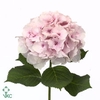 HORT MAGICAL EMERALD