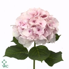 Hydrangea mag emerald
