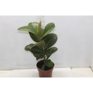 FICUS ELASTICA CLOE P17