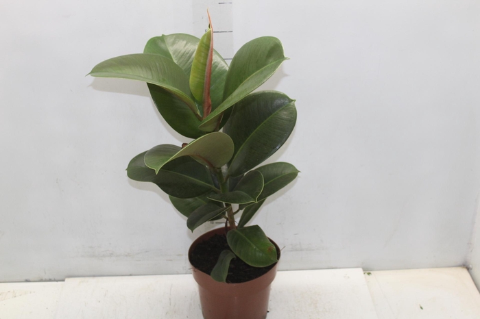 <h4>FICUS ELASTICA CLOE P17</h4>