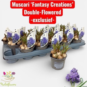 MUSCAR FANTASY CR