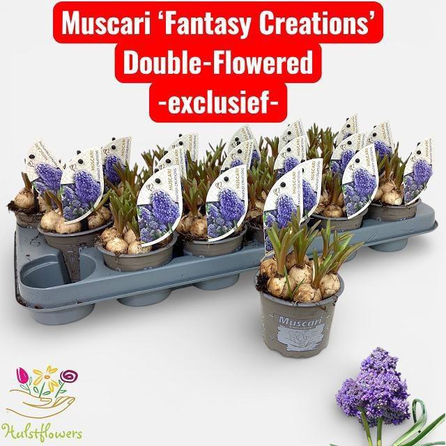 <h4>MUSCAR FANTASY CR</h4>