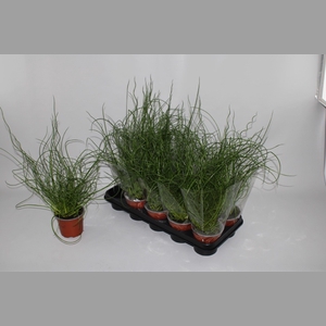 JUNCUS EF SPIRALIS