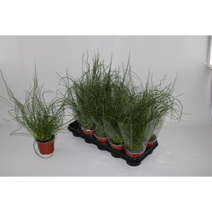 JUNCUS EF SPIRALIS