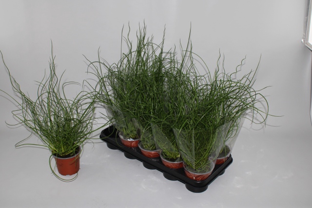 JUNCUS EF SPIRALIS