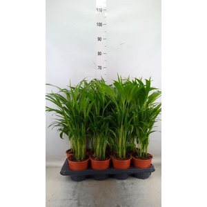 Dypsis lutescens   ...Chrysalidoca