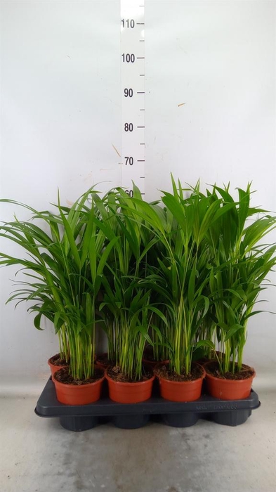 <h4>Dypsis lutescens   ...Chrysalidoca</h4>