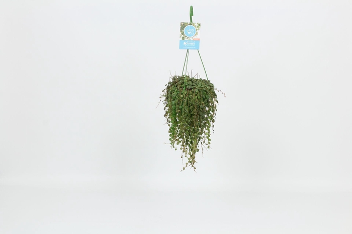 <h4>HangonGreen Peperomia Prostrata 14 cm</h4>