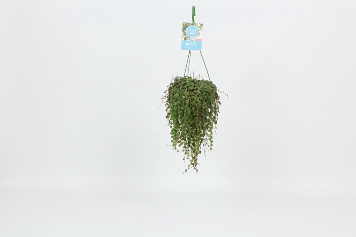 <h4>HangonGreen Peperomia Prostrata 14 cm</h4>