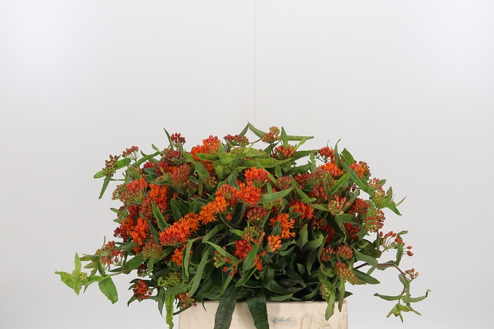 <h4>Ascl T Red Beauty</h4>