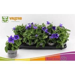 PLATYCODON ASTRA BLUE P12