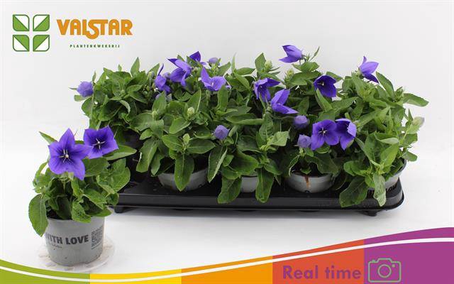 <h4>PLATYCODON ASTRA BLUE P12</h4>