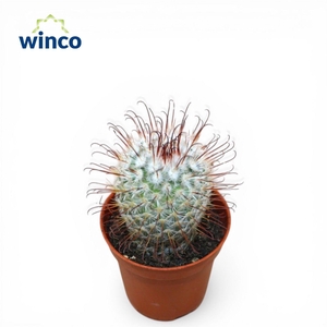 Mammillaria Bombycina