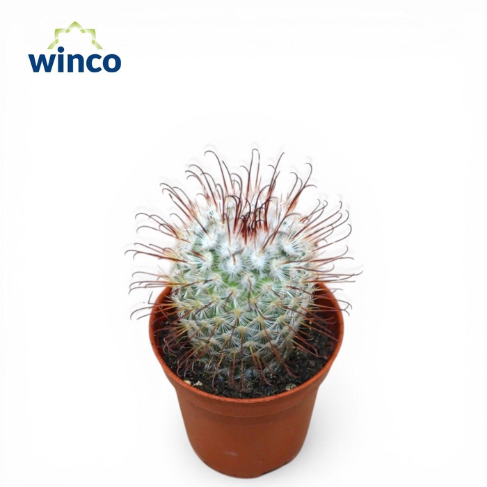 <h4>Mammillaria Bombycina</h4>