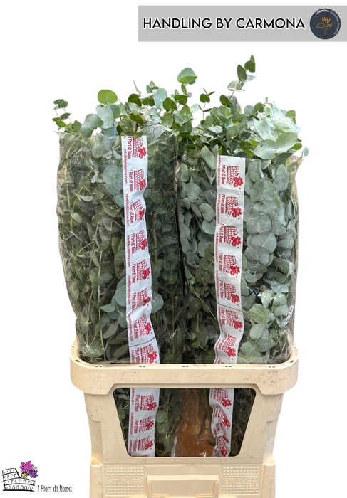 <h4>EUCA CINEREA</h4>