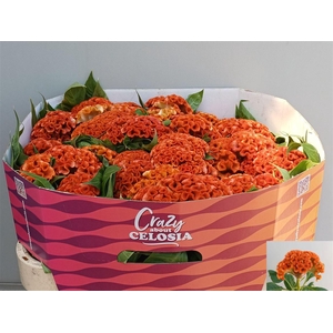 Cel C Extrem Orange
