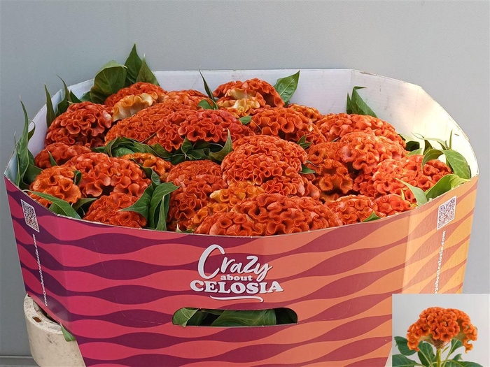 <h4>Cel C Extrem Orange</h4>