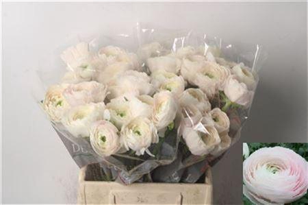 <h4>Ran Su Hanoi Ex</h4>