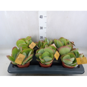 Kalanchoe NF thyrsiflora