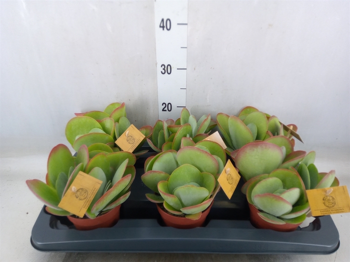 <h4>Kalanchoe NF thyrsiflora</h4>