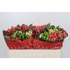 Hypericum Rainbow Romance