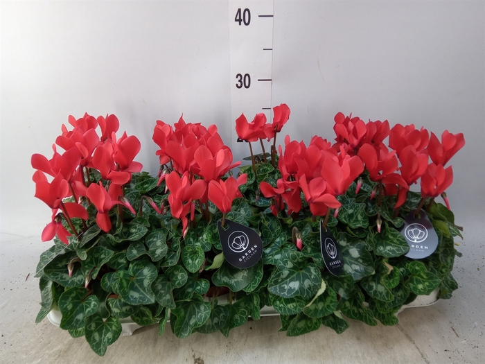 <h4>Cyclamen MD   ...patio</h4>