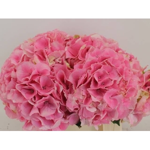 HYDR M ROYAL LOVE