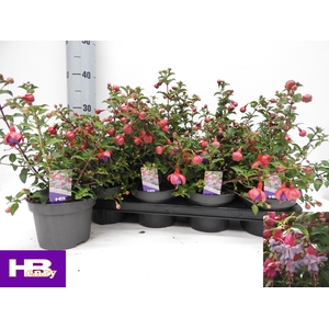 FUCHSIA HEIDI ANN