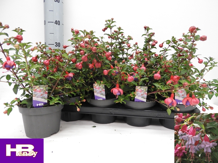 <h4>FUCHSIA HEIDI ANN</h4>