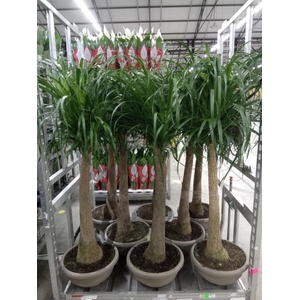 Beaucarnea recurvata