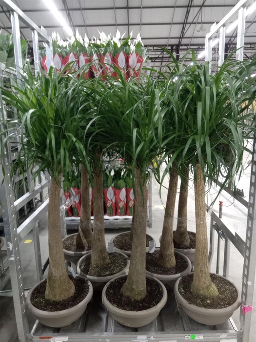 <h4>Beaucarnea recurvata</h4>