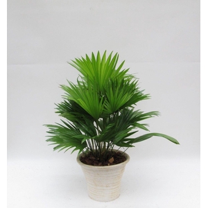 Livistona in hosta big cremé met schors