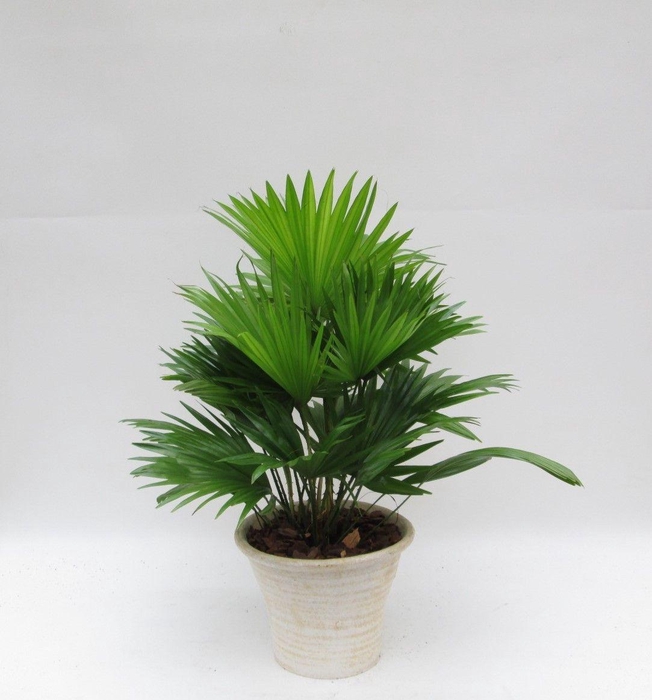 <h4>Livistona in hosta big cremé met schors</h4>