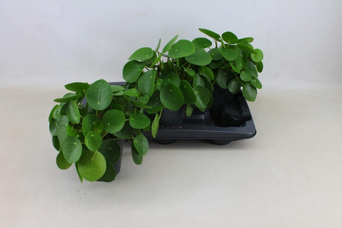 <h4>PILEA PEPEROMIOIDES</h4>