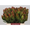 Leucadendron Laurel Yellow