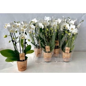 Phalaenopsis White 9Ø 45cm 2st 35fl