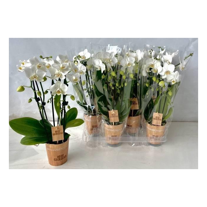 <h4>Phalaenopsis White 9Ø 45cm 2st 35fl</h4>