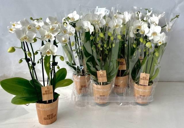 Phalaenopsis White 9Ø 45cm 2st 35fl